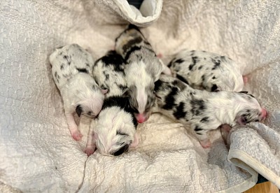 ブルーマールの子犬たち
