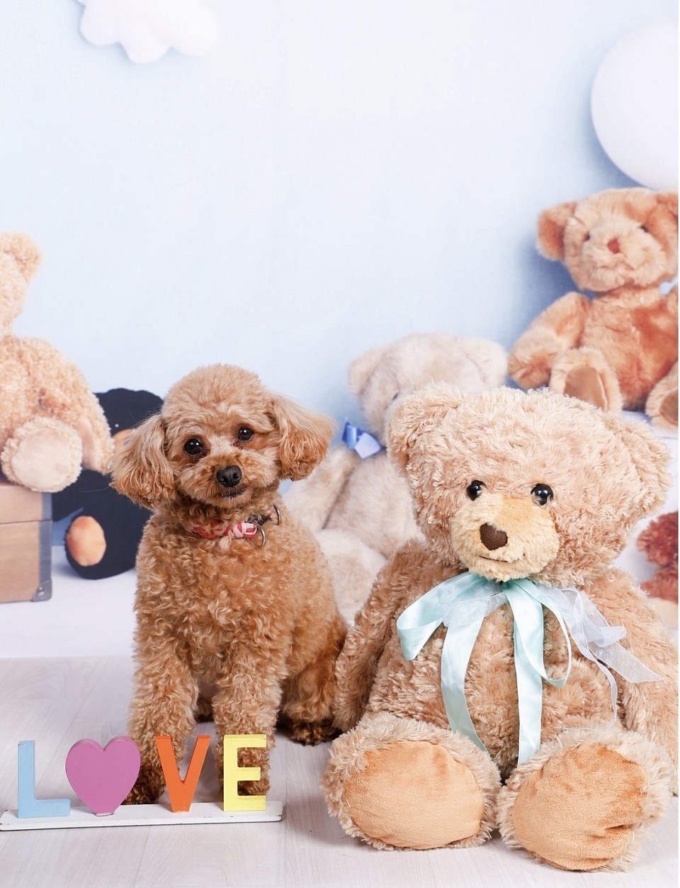 プードルのペコちゃん