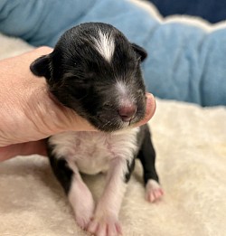 バイブラック男の子