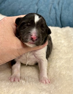 バイブラック男の子