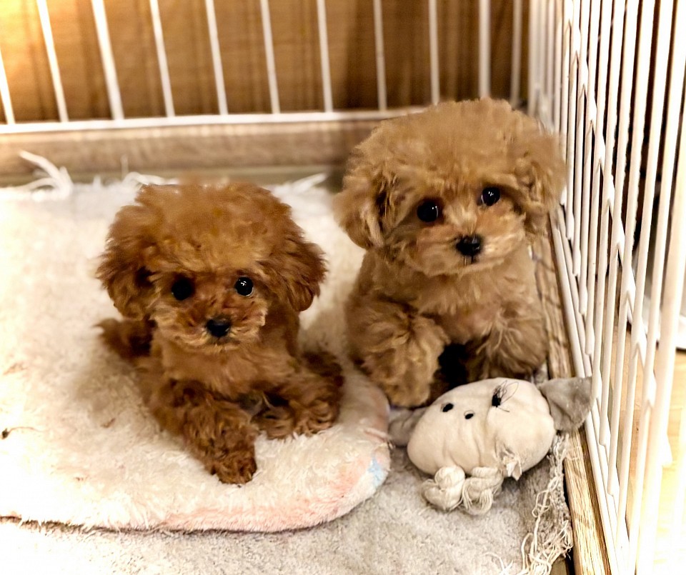 プードルベビー