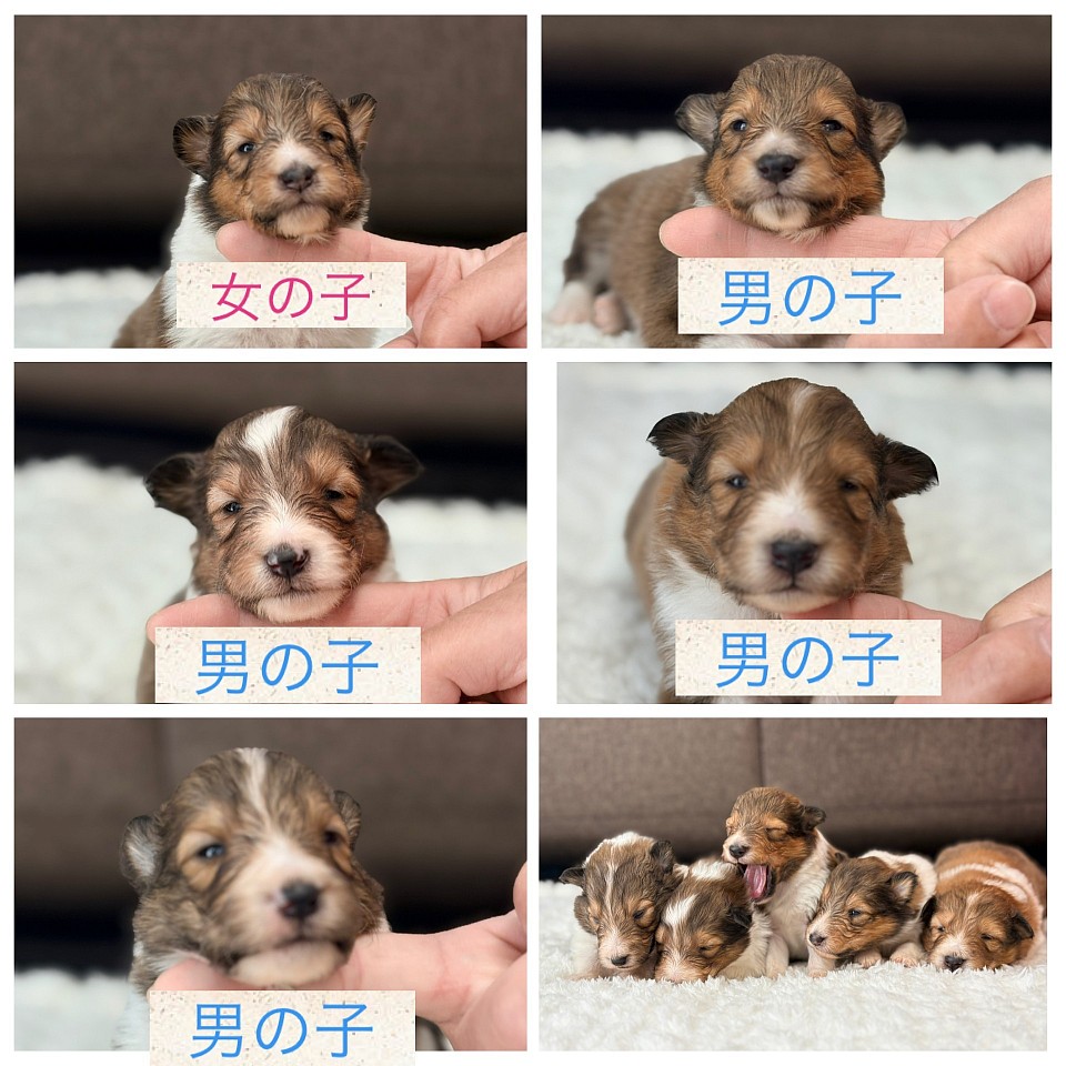シェルティ子犬
