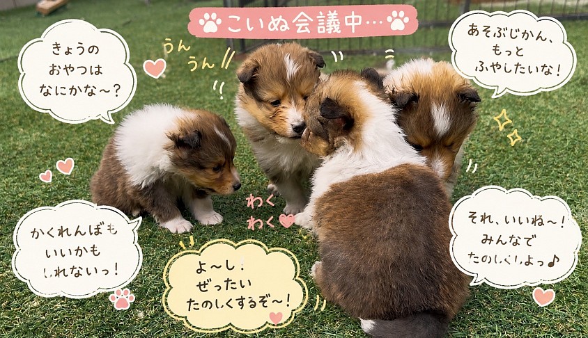 可愛いシェルティの子犬たち♪