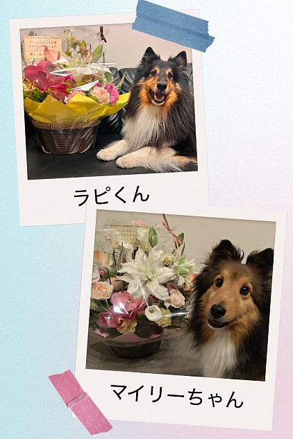 シェルティ