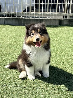 シェルティ子犬