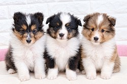 シェルティ子犬