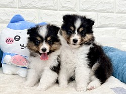 シェルティ子犬