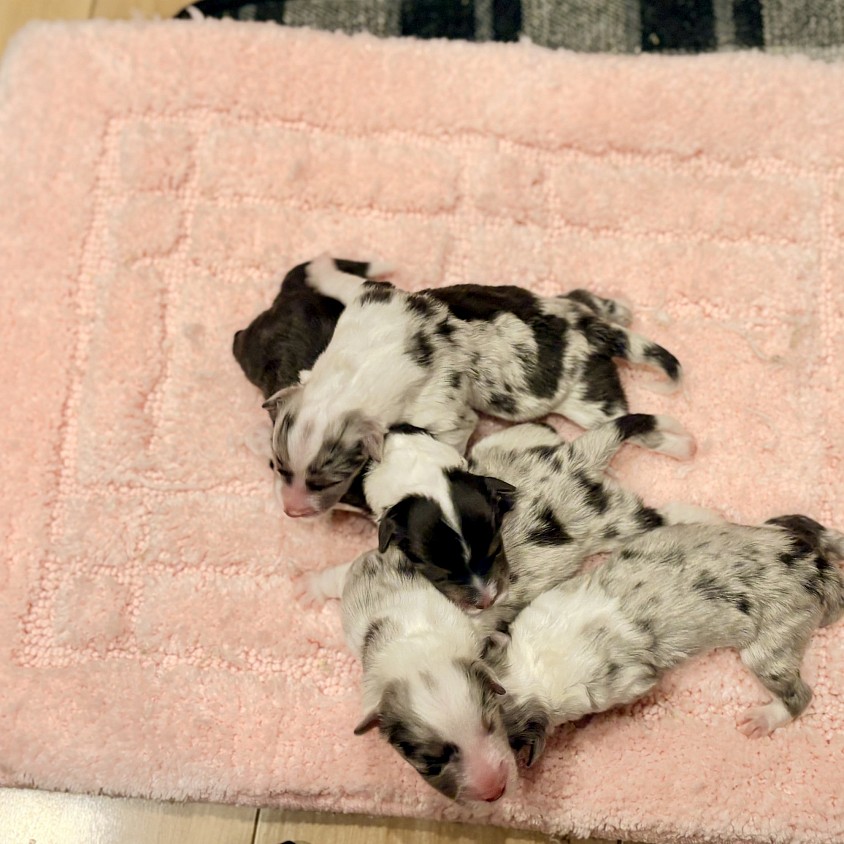 10/20生まれの子犬たち